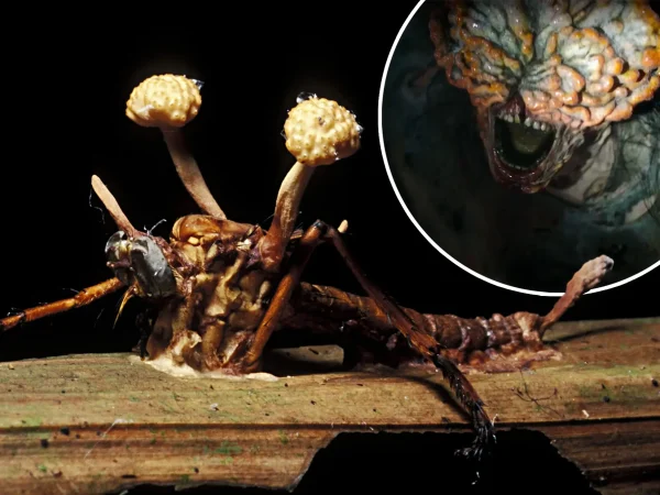 The Last of Us'ta Cordyceps'in Neden Tedavisi Yok?