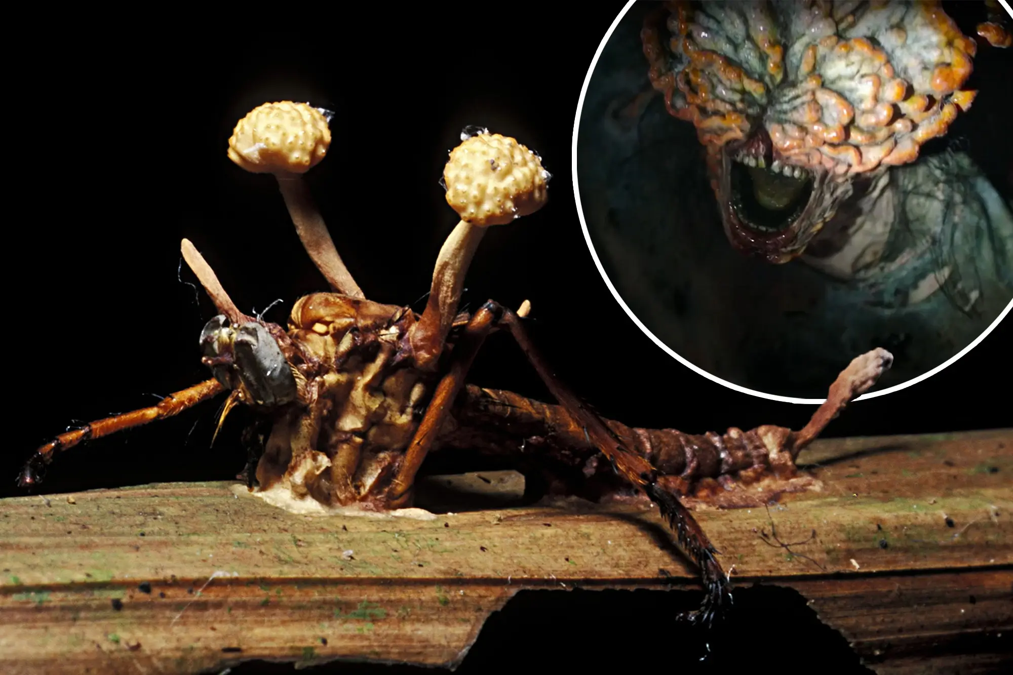 The Last of Us'ta Cordyceps'in Neden Tedavisi Yok?